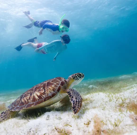 Two snorkellers in clear shallow water above a green turtle grazing on the seagrass