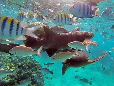 Nurse sharks and shoals of striped fish over coral in clear shallow water