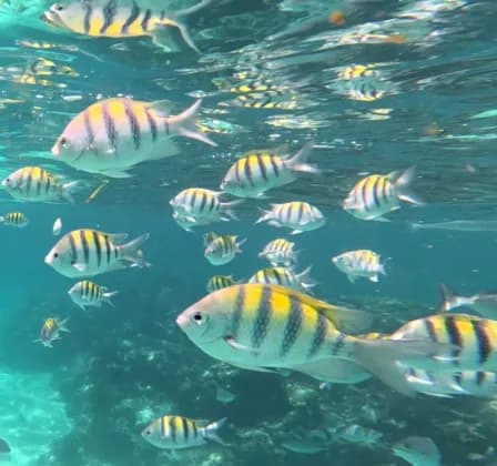 A shoal of yellow-striped sergeant major fish over the reef